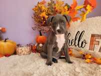 Rodzinny piesek Amstaff blue!