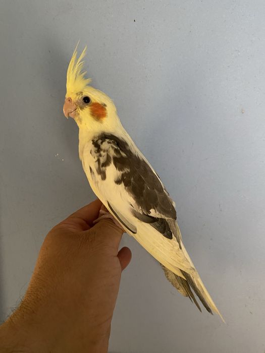Caturra domesticada- macho
