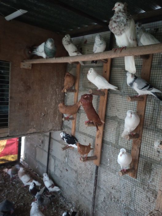 Garłacze górnośląskie