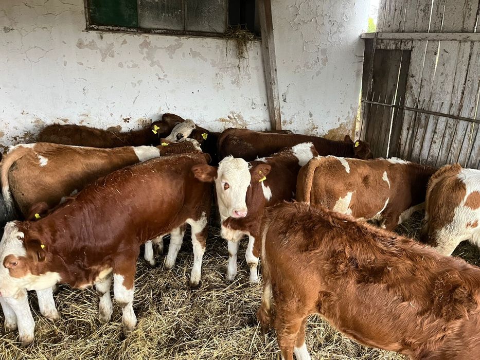 10 byczków na pasze biała strefa