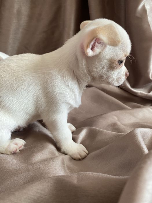 Чихуахуа щенки  , чишки