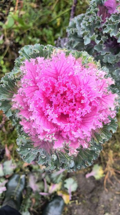 Kapusta ozdobna łodygowa