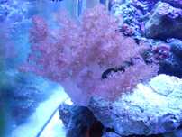 coral Kenya Tree melhor preço
