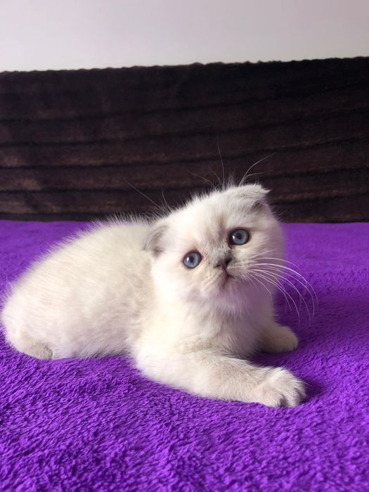 Fêmea Scottish Fold Lilac Point
