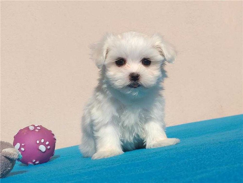 Bichon Maltês disponível