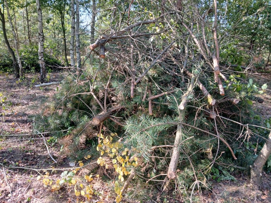 Chrust, gałęzie  oddam za darmo