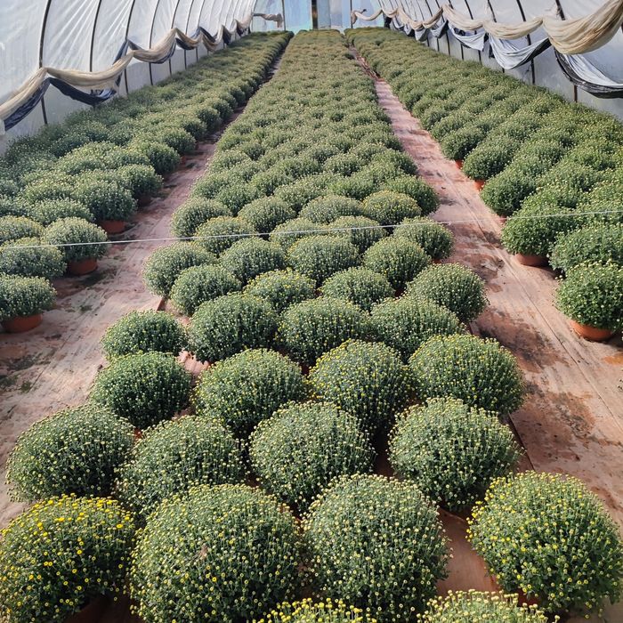 Chryzantemy sprzedam