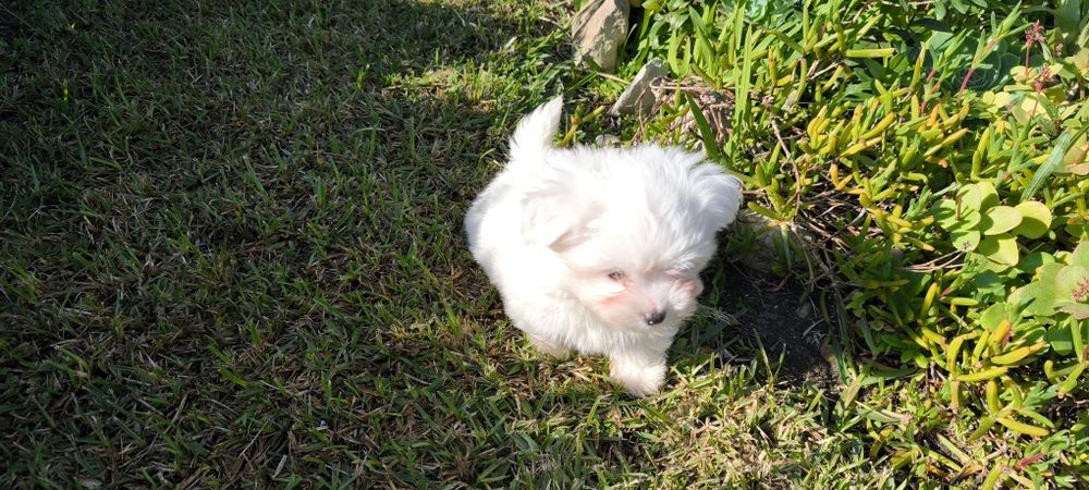 Bichon maltês criado em ambiente familiar disponível para entrega imed