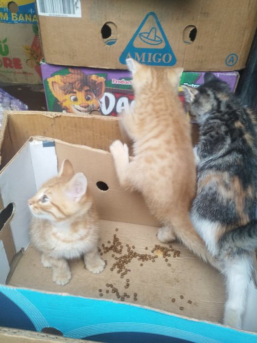 Відаємо котенят,два хлопчики та одна дівчинка