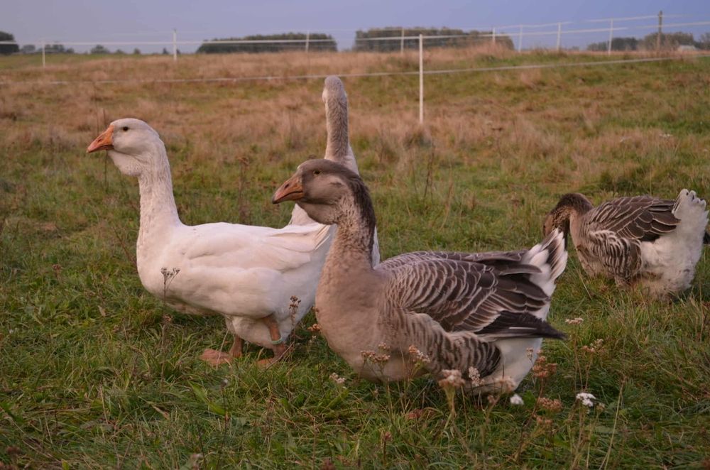 Gąska gęsi chołmogory różne