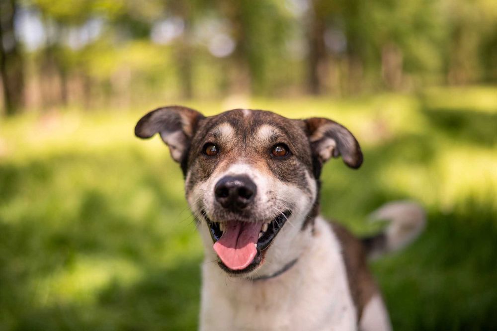 Smart najcudniejszy bystry kontaktowy uśmiechnięty łaciatek ADOPCJA