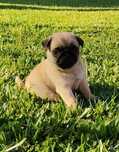 Pug Carlin com Lop