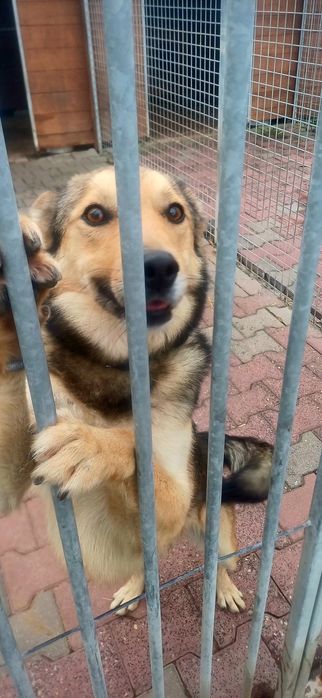 Jogi uroczy psiak szuka domu