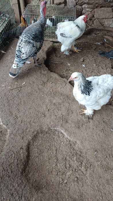 Galinhas brahmas perus e outrad