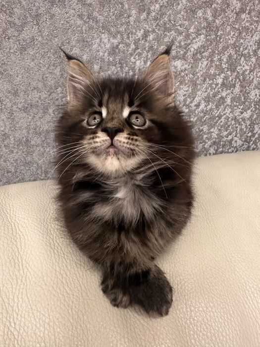 Котик хлопчик Мейн кун