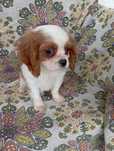 Cavalier King Charles