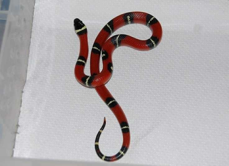 Червона змія, молочна змія Сіналоє, молодняк