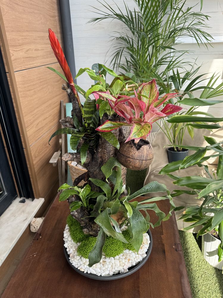 Decoracao com plantas