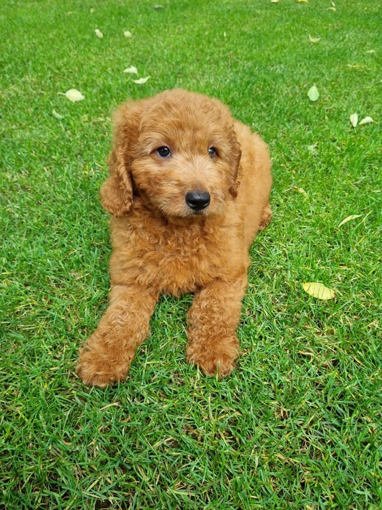 Golden Retriever Pudel miniaturowy Goldendoodle MINI piesek