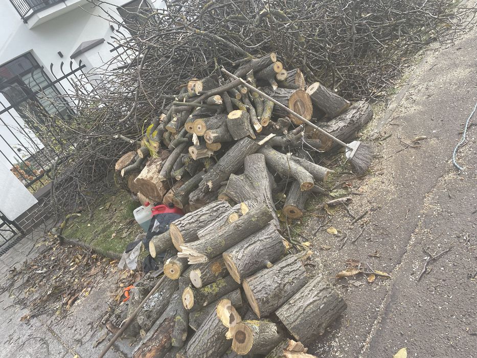 Безкоштовно віддам на дрова дерево разом з гілками