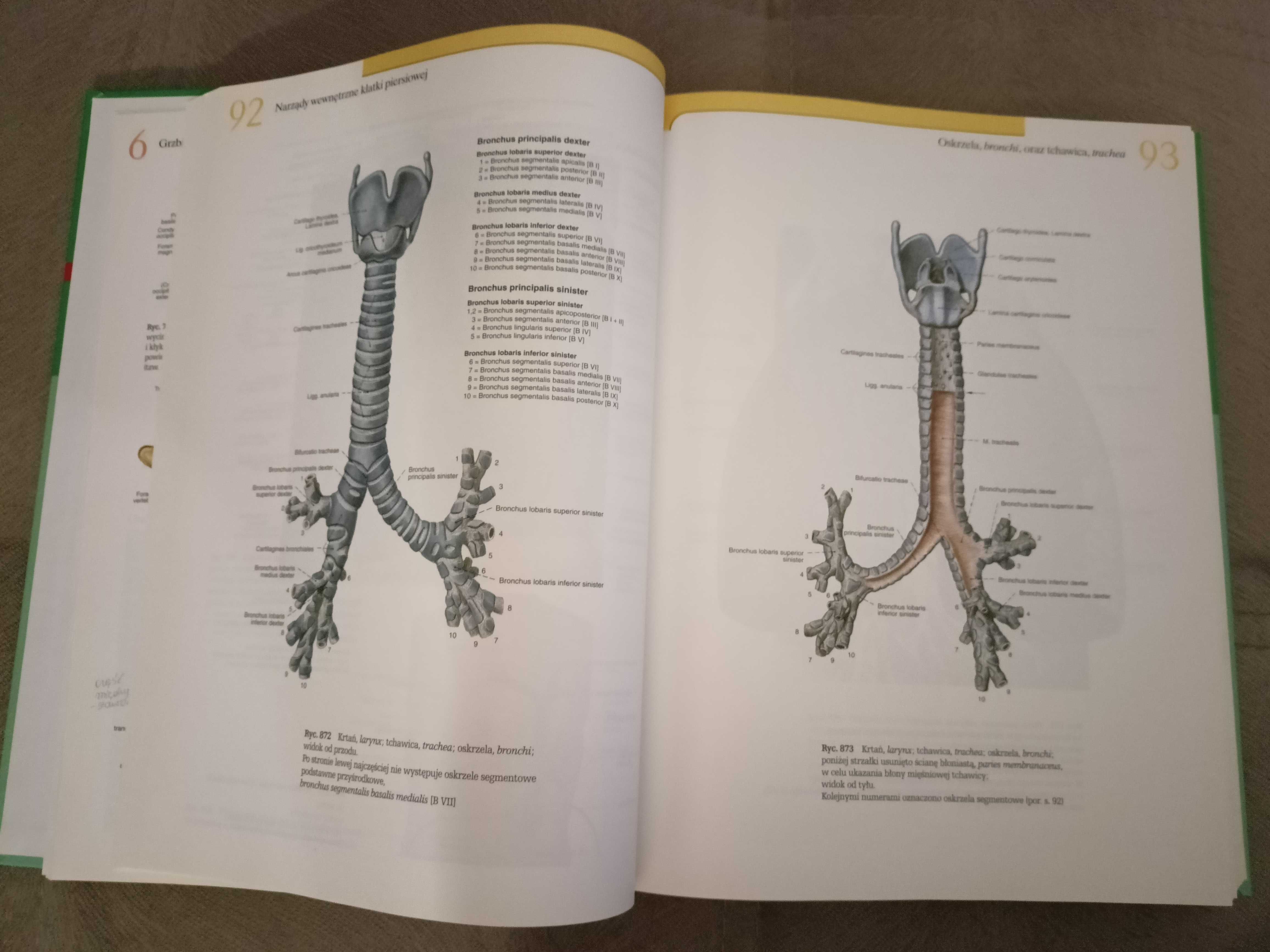 Atlas anatomii Sobotta tom  2