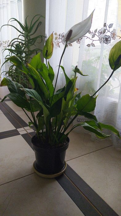 Вазон спатифіліум