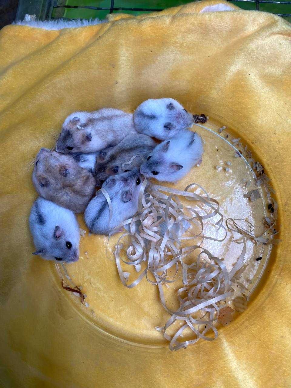 Ручные домашние хомяки, джунграские хомячки разноцветные