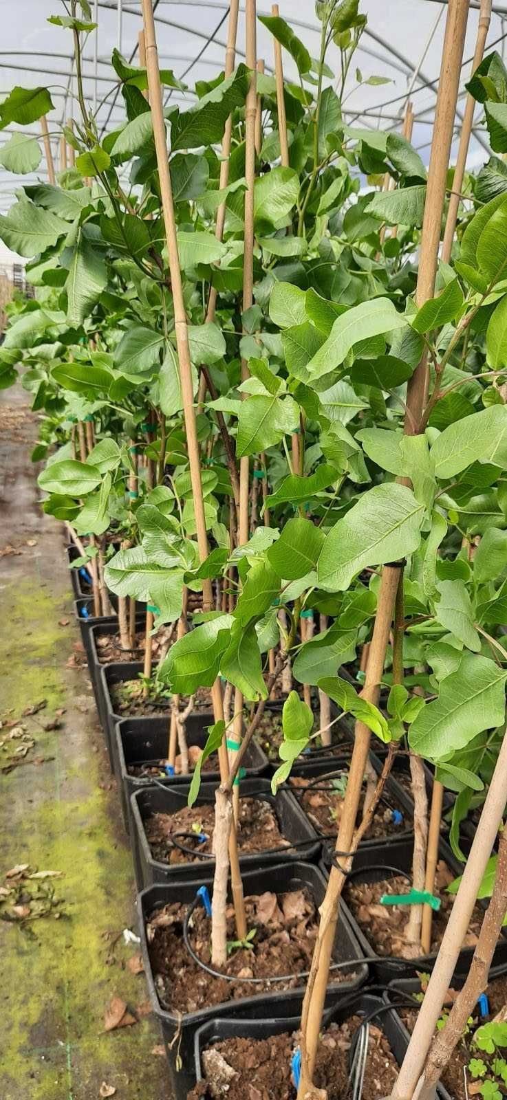 Plantas de pistacho ENXERTADAS