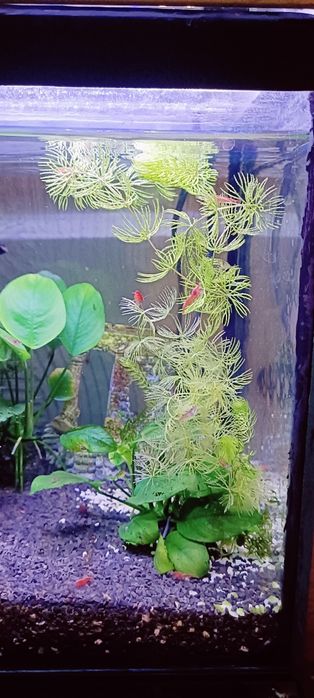 Акваріумні креветки