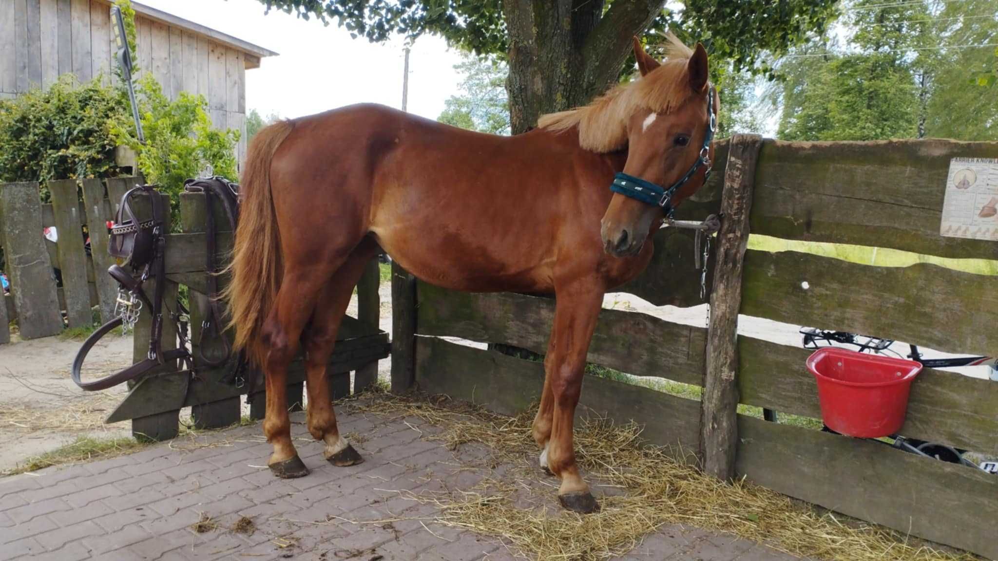 klacz 2-letnia po Emerald Silver/Emerald van't Ruytershof/Uroczy