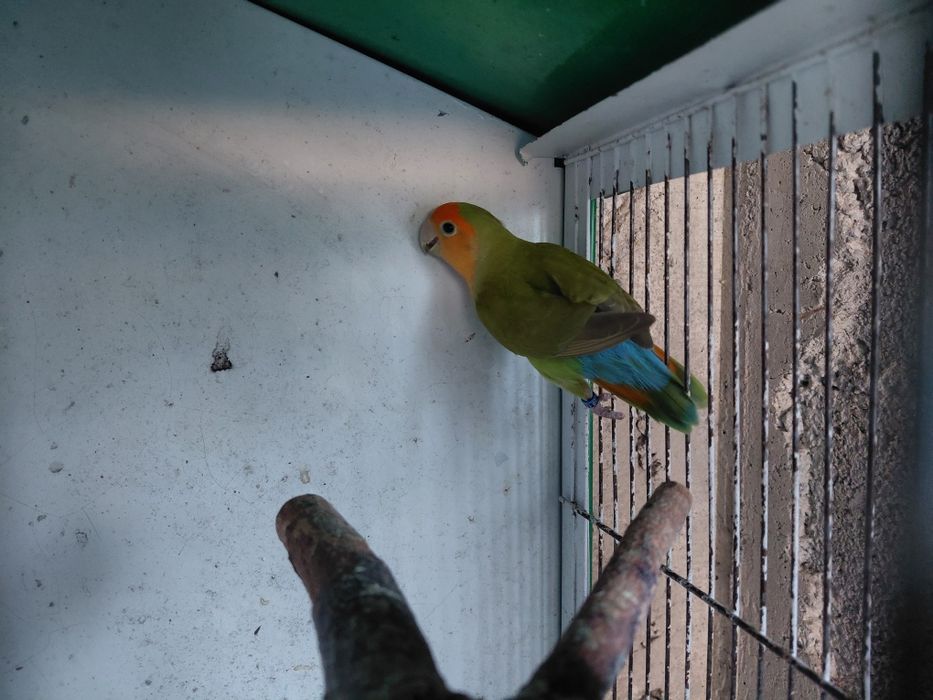 Agarpornis roseicollis Macho