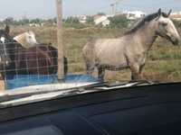 Cavalos para terrenos