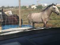 Cavalos para terrenos