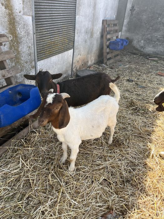 Bode  Puro boer 10 meses
