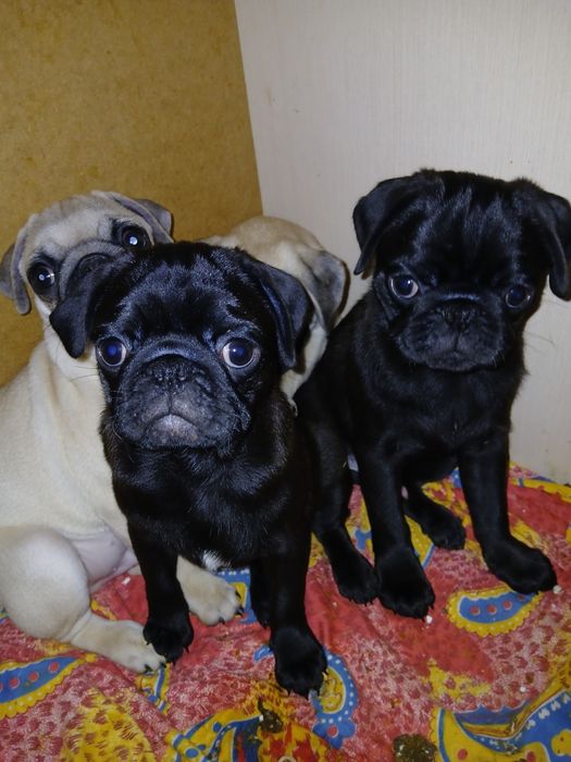 Чарівні  мопсики ТЕРМІНОВО