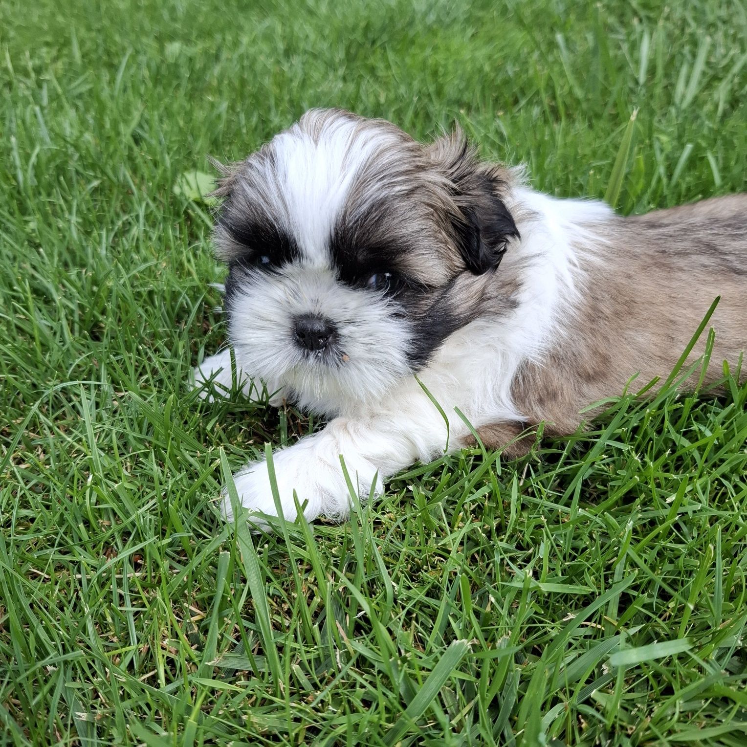 Pies samiec Shih tzu do odbioru koniec lipca