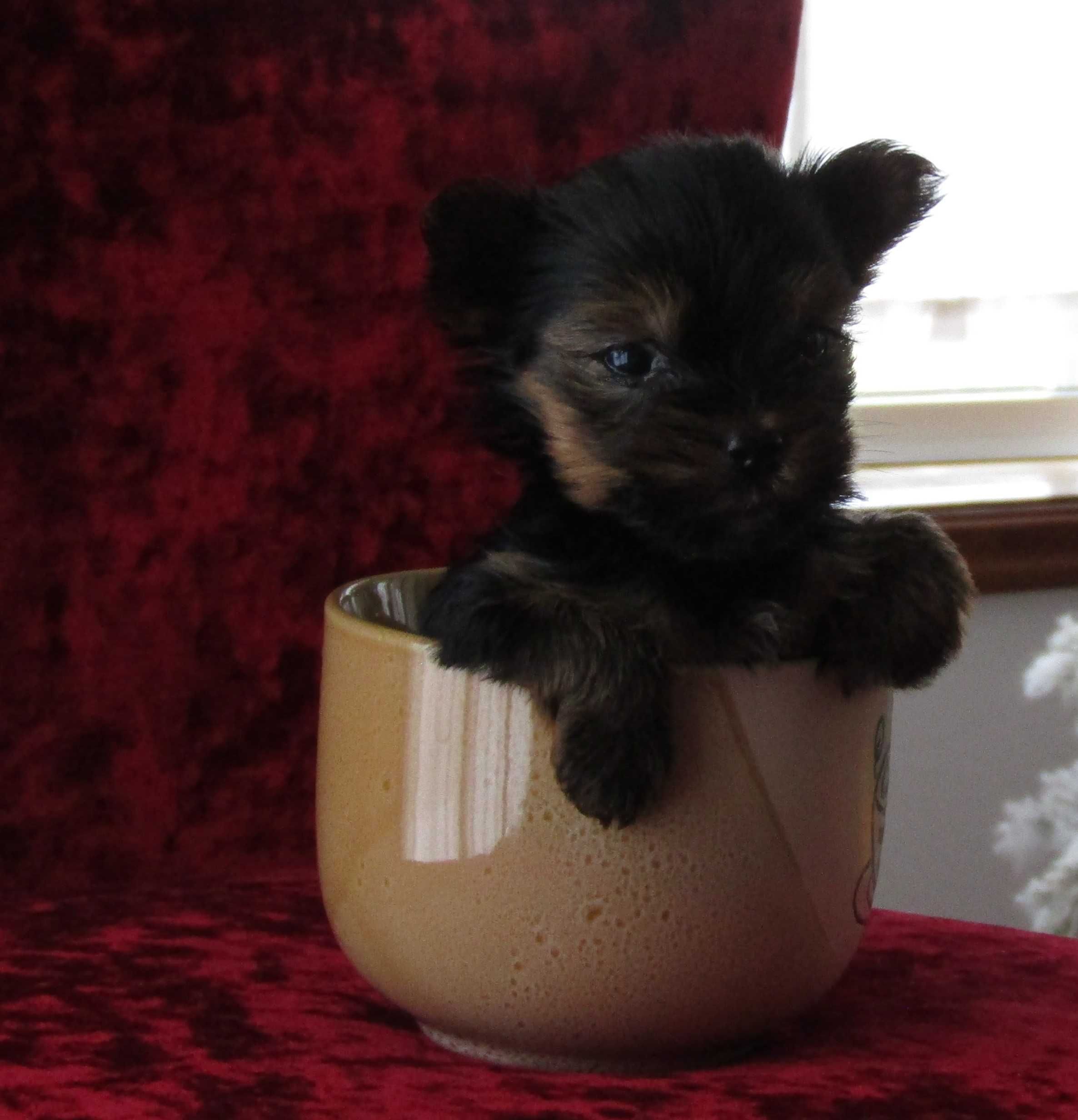 Yorkshire Terrier    "FEMEA TEA CUP"  Hiperminiatura