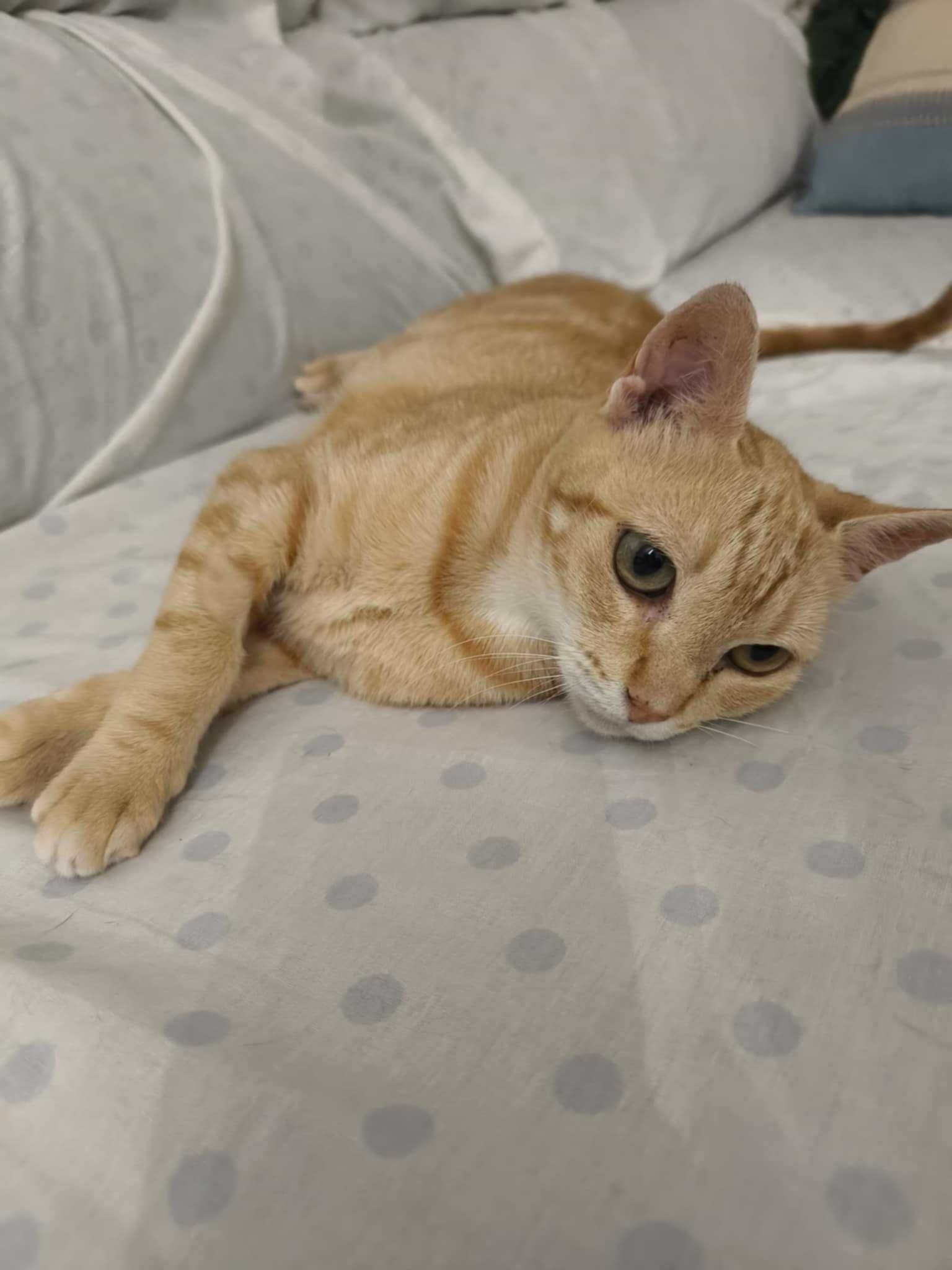 Gatinha Amarela de 11 meses para adoção