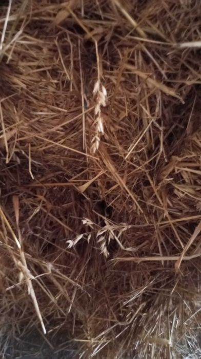 9 fardos de palha pequenos