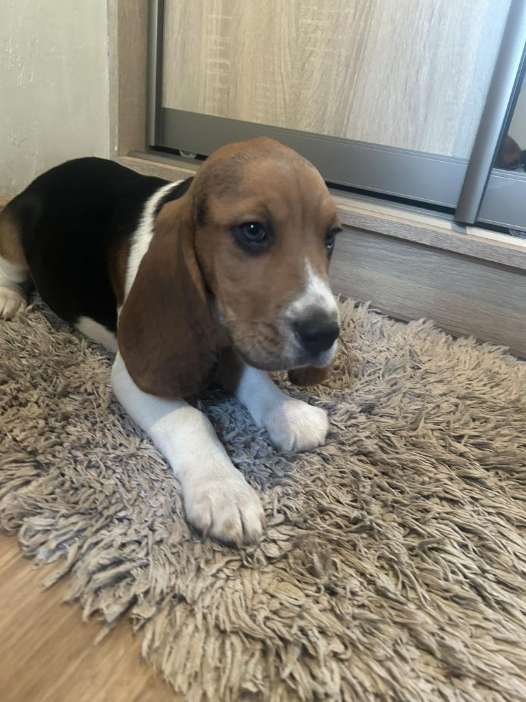 Szczeniaczki Beagle tricolor