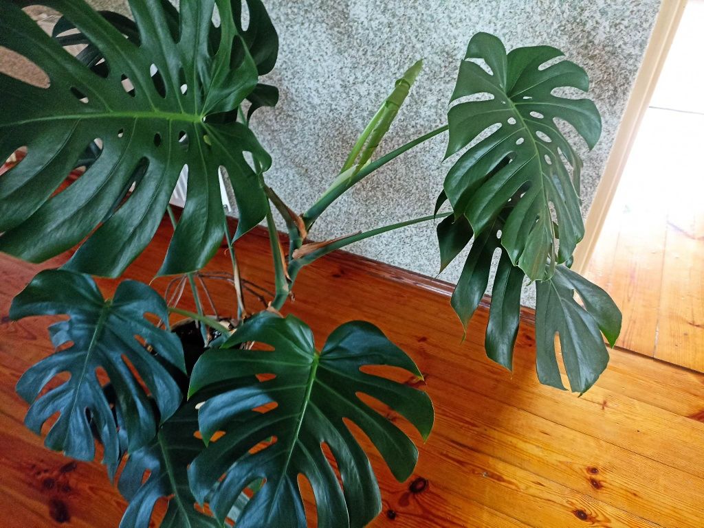 Monstera deliciosa rośliny doniczkowe duża