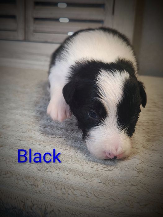 Border collie piesek cudowny piesek przebadani rodzice do odbioru