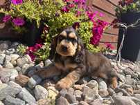 Cocker spaniel angielski piesek kolor sobolowy