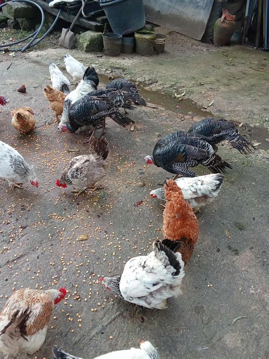 Vendo perus caseiros