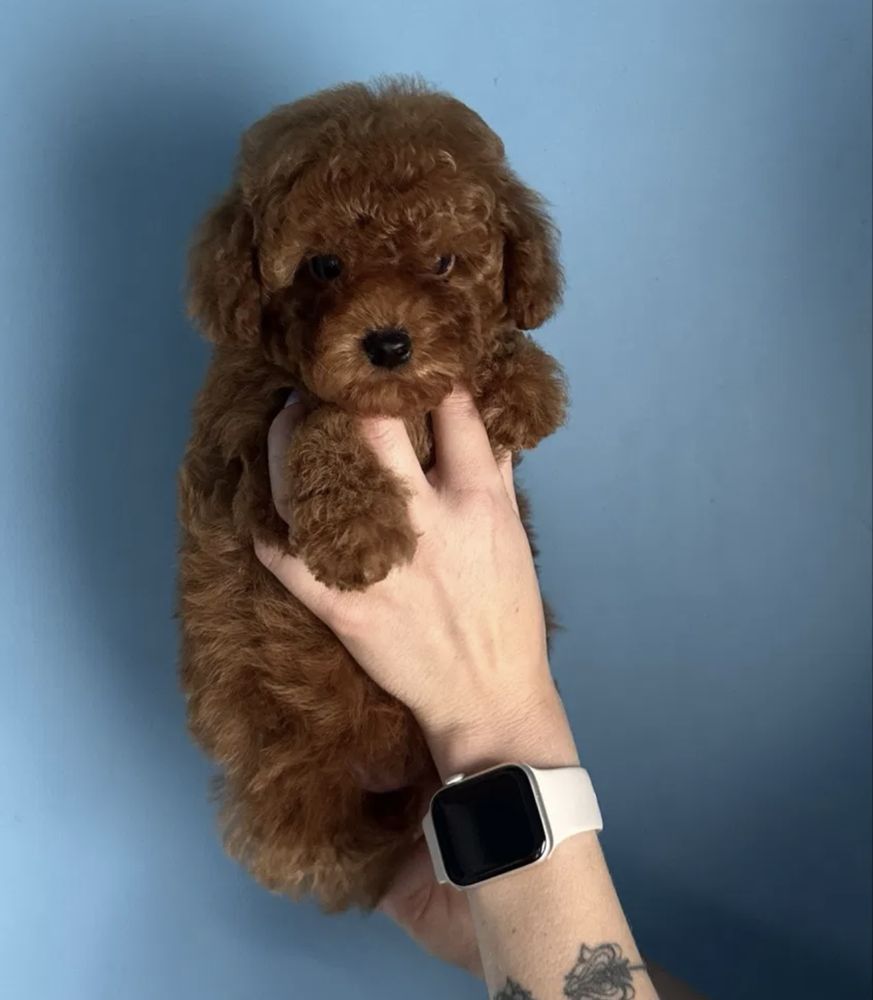 Fabulosa Caniche Toy vermelha