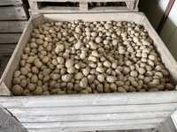 Ziemniaki drobne Denar, kulka, kaliber sadzeniaka
