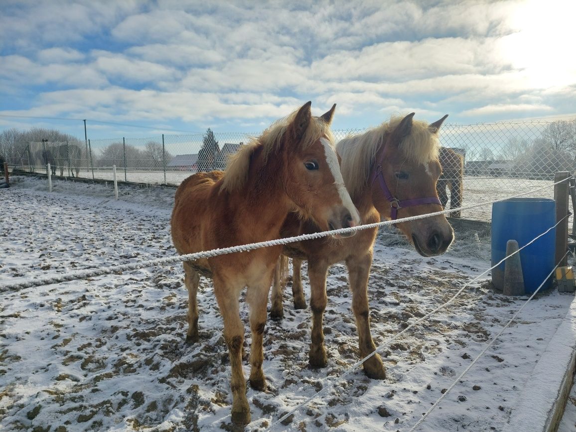 Ogier haflinger odsadek sprzedam