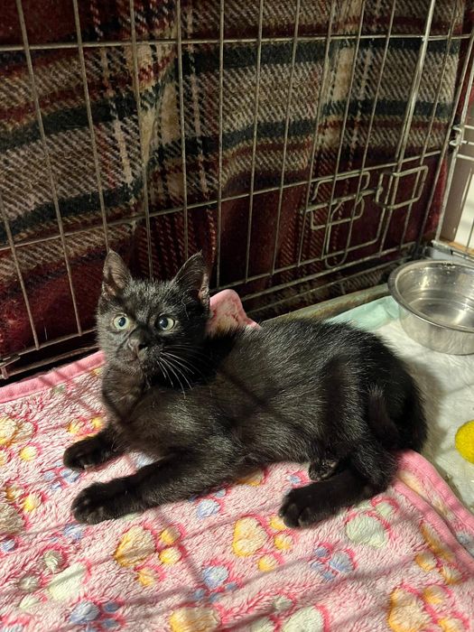 Gatinhos bebes para adoção responsável