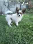 Papillon Spaniel kontynentalny miniaturowy
