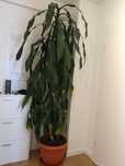 Ogromna dracena, duży kwiatek doniczkowy
